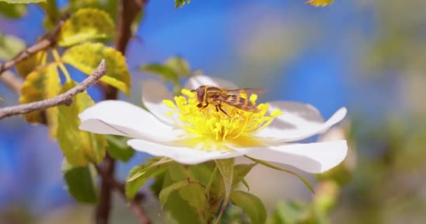 Hoverflies Moscas Flor Moscas Syrphid Syrphidae Família Inseto Disfarçam Como — Vídeo de Stock