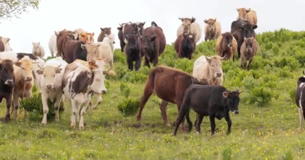 牛は畑で一緒に放牧する カメラの中に逃げ込む牛 — ストック動画