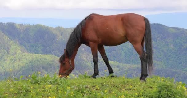 Cavalos Pastando Prado Verde Uma Paisagem Montesa — Vídeo de Stock