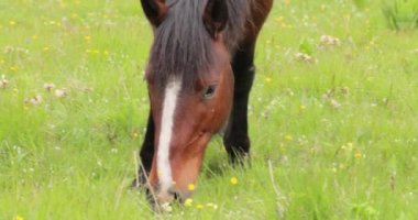 Dağ manzarasında yeşil bir çayırda otlayan atlar.