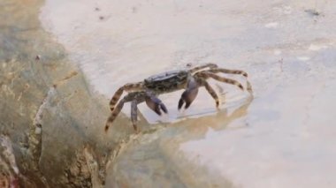 Pachygrapsus marmoratus, Karadeniz, Akdeniz ve Atlantik Okyanusu 'nun bazı bölgelerinde yaşayan mermer kaya yengeci veya mermer yengeç türü..