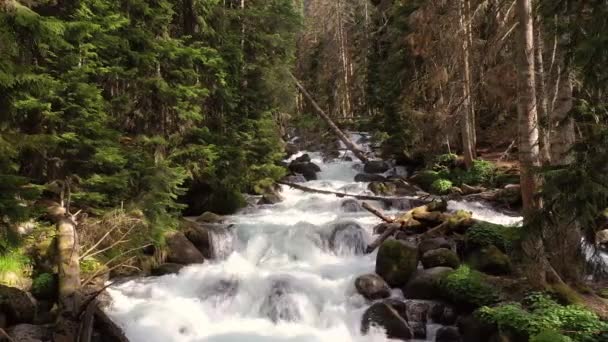 Mountain River Het Bos Prachtig Natuurlandschap — Stockvideo
