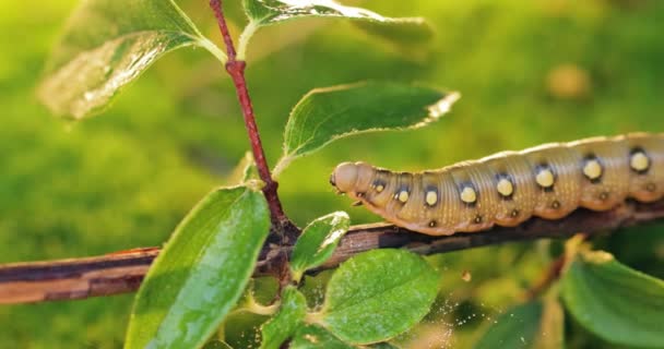 Caterpillar Bedstraw Hawk Moth Arrastra Sobre Una Rama Durante Lluvia — Vídeo de stock