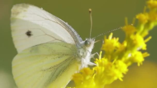 Pieris Brassicae Grote Witte Vlinder Ook Wel Koolvlinder Genoemd Groot — Stockvideo