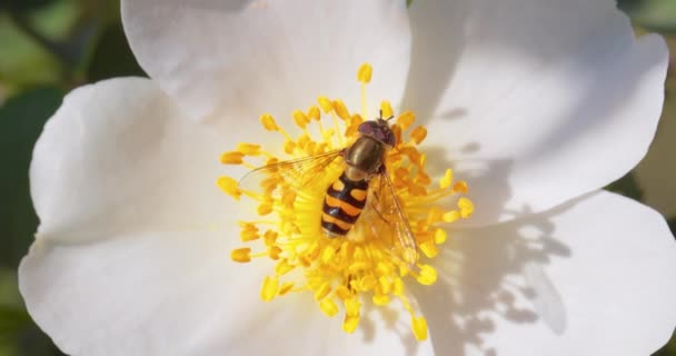 花のハエや梅のハエ 昆虫の家族Syrphidae 彼らは危険な昆虫のワップや蜂として自分自身を偽装します — ストック動画