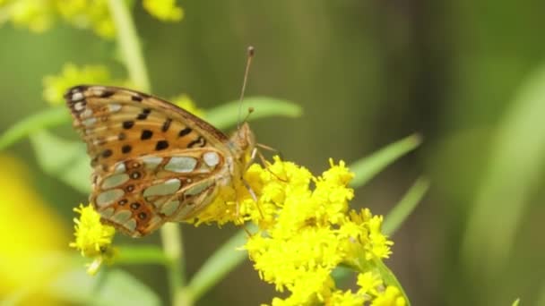스페인의 Issoria Lathonia Nymphalidae 나비이다 나비들은 탁트인 광범위 농작물 속에서 — 비디오