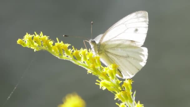 Pieris Brassicae Μεγάλη Λευκή Πεταλούδα Που Ονομάζεται Επίσης Πεταλούδα Λάχανο — Αρχείο Βίντεο