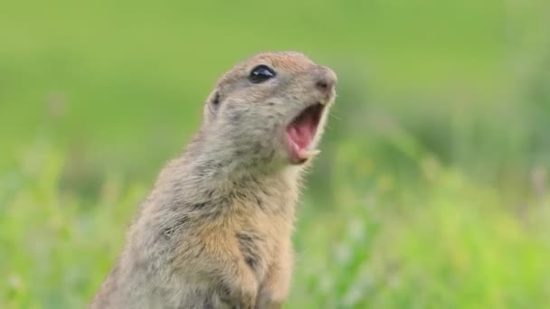 Горно Кавказская Сухогрудая Белка Spermophilus Musicus Грызун Рода Земляных Белок — стоковое видео