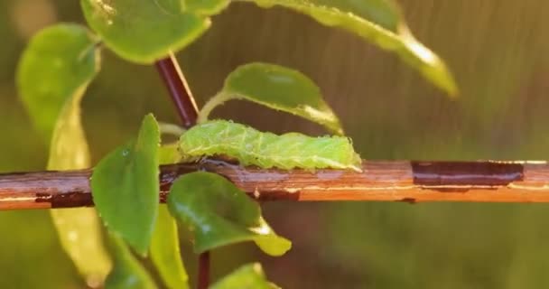 Caterpillar Diamondback Σκώρος Plutella Xylostella Μερικές Φορές Ονομάζεται Σκώρος Λάχανο — Αρχείο Βίντεο