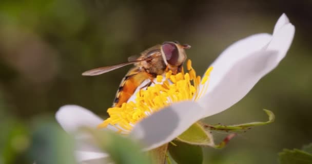 Vagabundos Moscas Las Flores Moscas Sirope Familia Insectos Syrphidae Disfrazarse — Vídeos de Stock