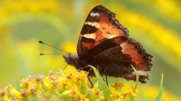 Malý Motýl Aglais Urticae Nymphalis Urticae Barevný Motýl Euroasijský Čeledi — Stock video