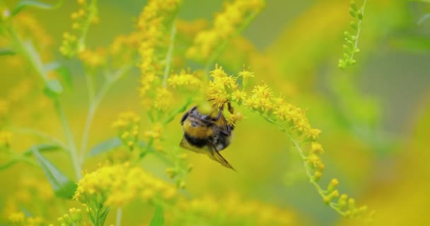 Shaggy Bumblebee Bitkinin Sarı Çiçeğinden Nektar Topluyor — Stok video