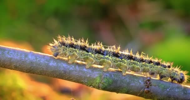 Μικρή Tortoiseshell Aglais Urticae Κάμπια Μυρμήγκι Επιτίθεται Στην Κάμπια Κάμπια — Αρχείο Βίντεο