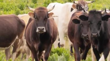 Bir tarlada birlikte otlayan inekler. Kameraya doğru koşan inekler.