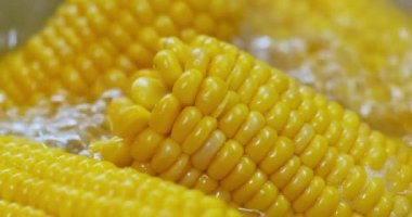 Sıcak suda mısır koçanları. Mısır, buğday ve pirincin toplam üretimiyle dünyanın pek çok yerinde temel gıda haline gelmiştir..