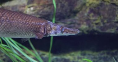 Fish longnose gar (Lepisosteus osseus), Lepisosteidae familyasından bir balık türü..