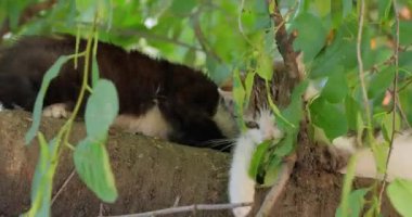 Ağaç dalında başıboş bir kedi yavrusu. Sokak kedisi açık havada yaşayan ve insanlarla temas kurmaktan kaçınan sahipsiz bir kedidir: kendisine dokunulmasına ya da dokunulmasına izin vermez ve insanlardan gizli kalır..