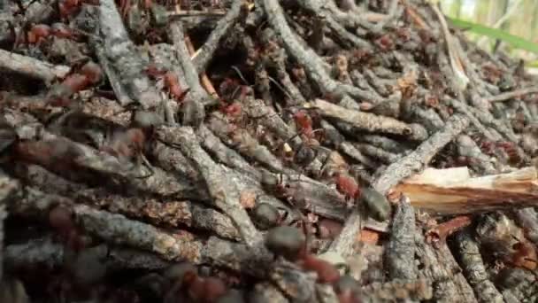 Selvaggia Formica Collina Nella Foresta Super Macro Primo Piano Shot — Video Stock