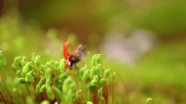 Close Wildlife Ladybug Green Grass Forest Macrocosm Wild Coccinella Septempunctata — Stock Video