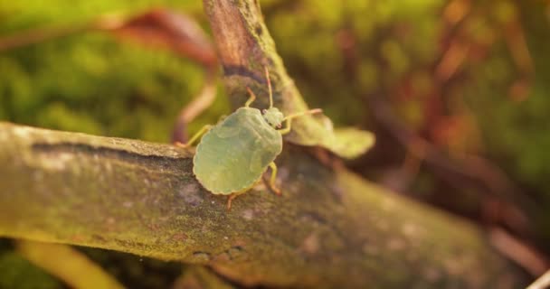 Forest Green Shield Bug Palomena Prasina Green Puzza Bug Una — Video Stock