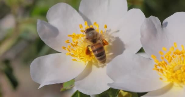 Včelí Opylení Sbírá Nektar Květu Rostliny — Stock video