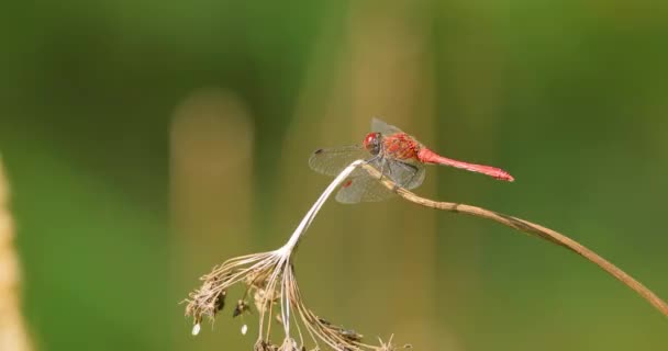 Scarlet Dragonfly Crocothemis Erythraea Είναι Ένα Είδος Λιβελούλας Της Οικογένειας — Αρχείο Βίντεο