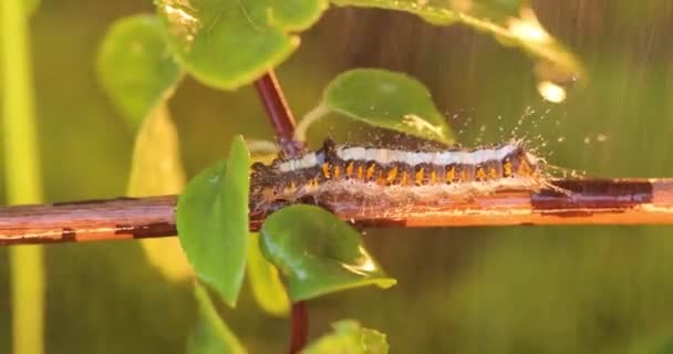 黄尾蛾 Euproctis Similis 毛毛虫 金尾蛾或天鹅蛾 Sphrageidus Similis 是雌雄同体的毛毛虫 毛毛虫在雨中沿着树枝爬行 — 图库视频影像