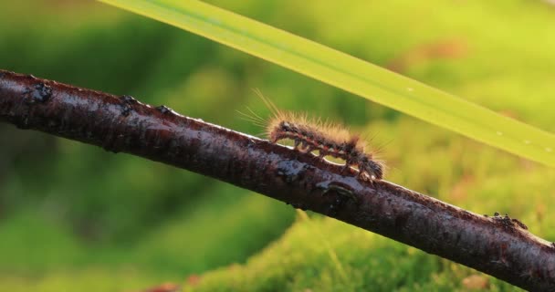 黄色の尾蛾 Euproctis Similis の冬虫夏草 金の尾または白鳥の蛾 Sflageidus Similis Erebideae科の冬虫夏草である 緑の背景にある木の枝に沿ってキャタピラーが這う — ストック動画