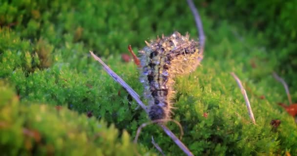 Pequeña Oruga Carey Aglais Urticae Oruga Urticaria Arrastra Los Rayos — Vídeos de Stock