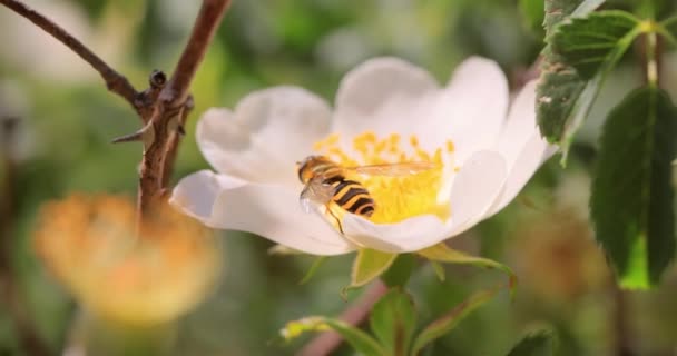 Hovflugor Blomflugor Eller Sirapsflugor Insektsfamiljen Syrphida Förklär Sig Som Farliga — Stockvideo