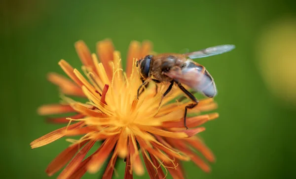 Biene Bestäubt Und Sammelt Nektar Aus Der Blüte Der Pflanze — Stockfoto