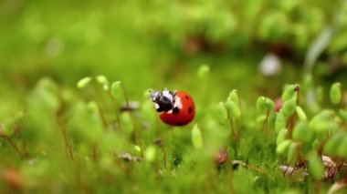 Ormandaki yeşil çimlerde bir uğur böceğinin yakın çekimi. Vahşi doğadaki makrokozmoz. Coccinella septempunctata, yedi noktalı uğur kuşu, Avrupa 'nın en yaygın uğur böceğidir..
