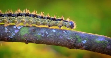 Küçük kaplumbağa kabuğu (Aglais urticae) tırtıl. Ürtiker tırtılı batan güneşin ışınlarında sürünür..
