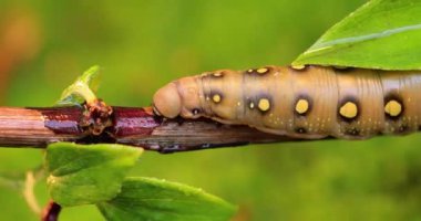 Tırtıl Bedstraw Şahin Güvesi yağmur sırasında bir dalda sürünür. Tırtıl (