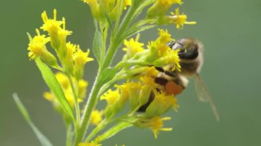 Arı tozlaşır ve bitkinin çiçeğinden nektar toplar.
