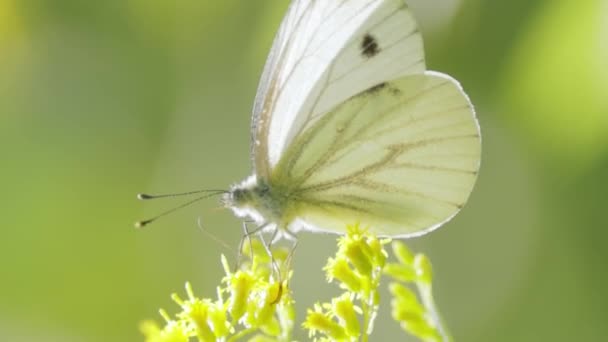 Pieris Brassicae Der Große Weiße Schmetterling Auch Kohlschmetterling Genannt Große — Stockvideo
