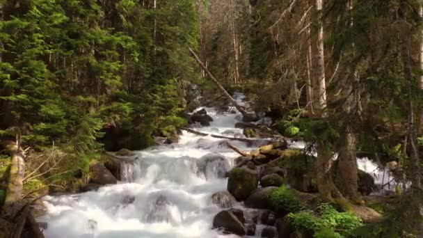 Mountain River Het Bos Prachtig Natuurlandschap — Stockvideo