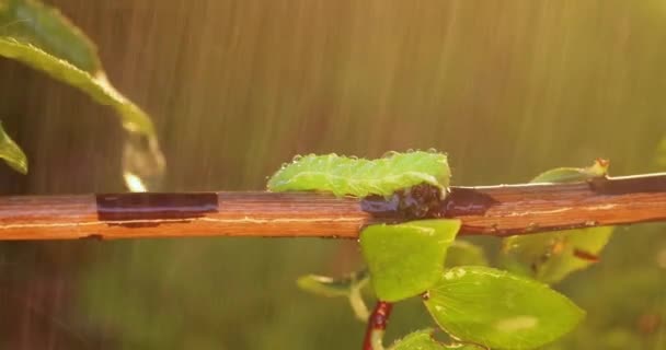 Plutella Xylostella Una Especie Lepidóptero Familia Plutellidae Orden Los Perciformes — Vídeo de stock