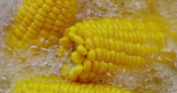 Sıcak Suda Mısır Koçanları Mısır Buğday Pirincin Toplam Üretimiyle Dünyanın — Stok video