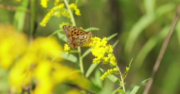 Spanya Kelebek Kraliçesi Ssoria Lathonia Nymphalidae Familyasından Bir Kelebek Türü — Stok video