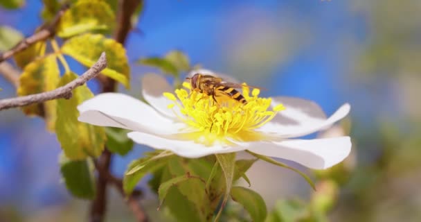 花のハエや梅のハエ 昆虫の家族Syrphidae 彼らは危険な昆虫のワップや蜂として自分自身を偽装します — ストック動画