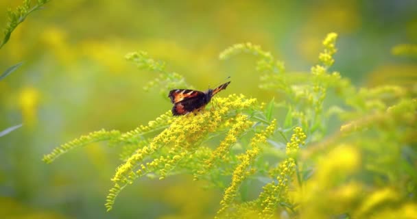 Маленькая Черепаховая Бабочка Aglais Urticae Nymphalis Urticae Красочная Евразийская Бабочка — стоковое видео