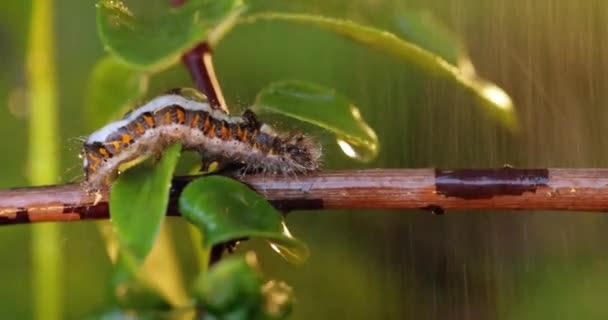 Sphrageidus Similis Een Nachtvlinder Uit Familie Van Spinneruilen Erebidae Rups — Stockvideo