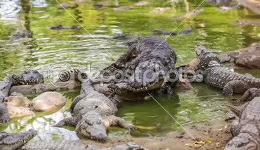 Büyük timsahlar çiftleşme