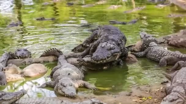 Acasalamento crocodilos grandes — Vídeo de Stock