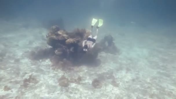 Snorkeler adam dalış — Stok video