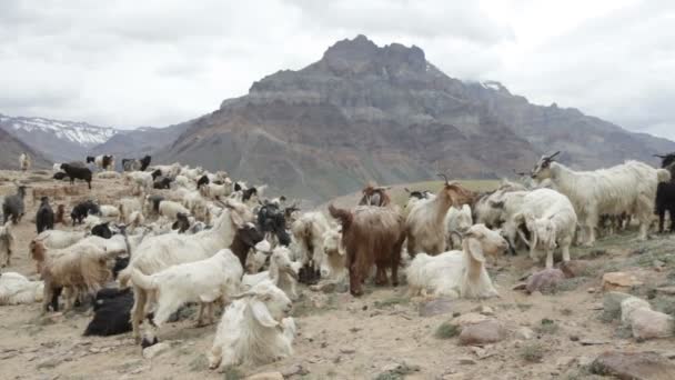 Chèvres de montagne en Inde — Video