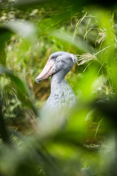 Papucscsőrű gólya (balaeniceps rex) — Stock Fotó