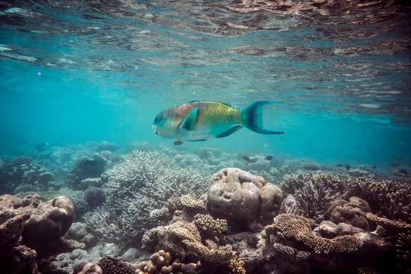 Barriera corallina tropicale. — Foto Stock