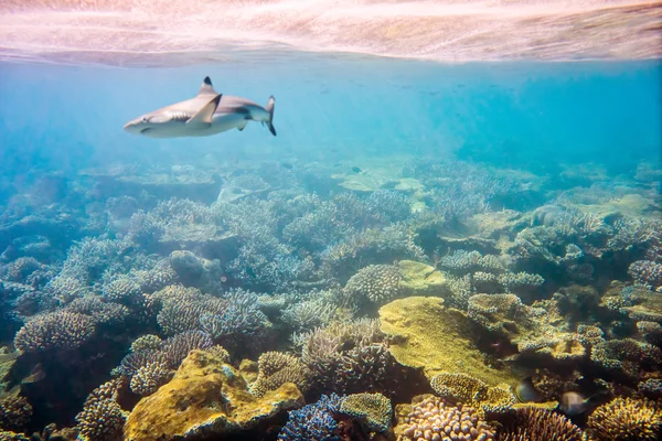 Barriera corallina tropicale. — Foto Stock